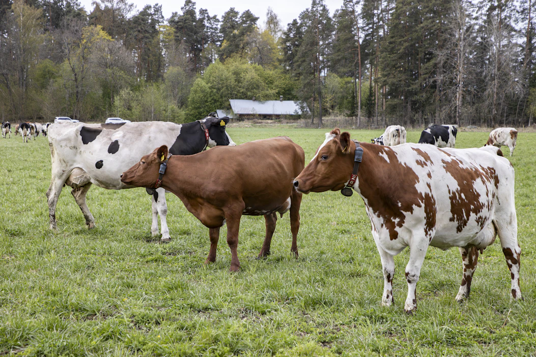 Nuorten mielikuvat nykypäivän maaseudusta ja maataloudesta ei välttämättä vastaa todellisuutta, ilmenee Taloustutkimuksen tekemästä tutkimuksesta.