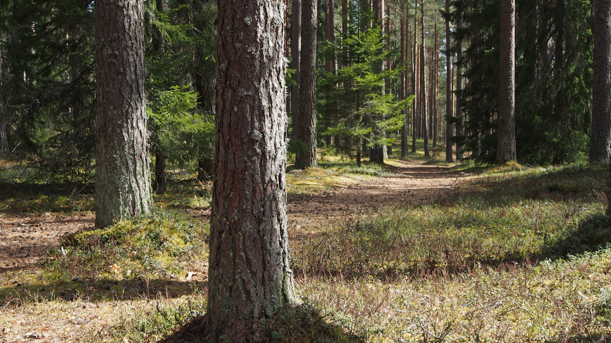 Hämeenkangas kuuluu kansainvälisesti arvokkaaseen Lauhanvuori–Hämeenkangas UNESCO Global Geopark -alueeseen.