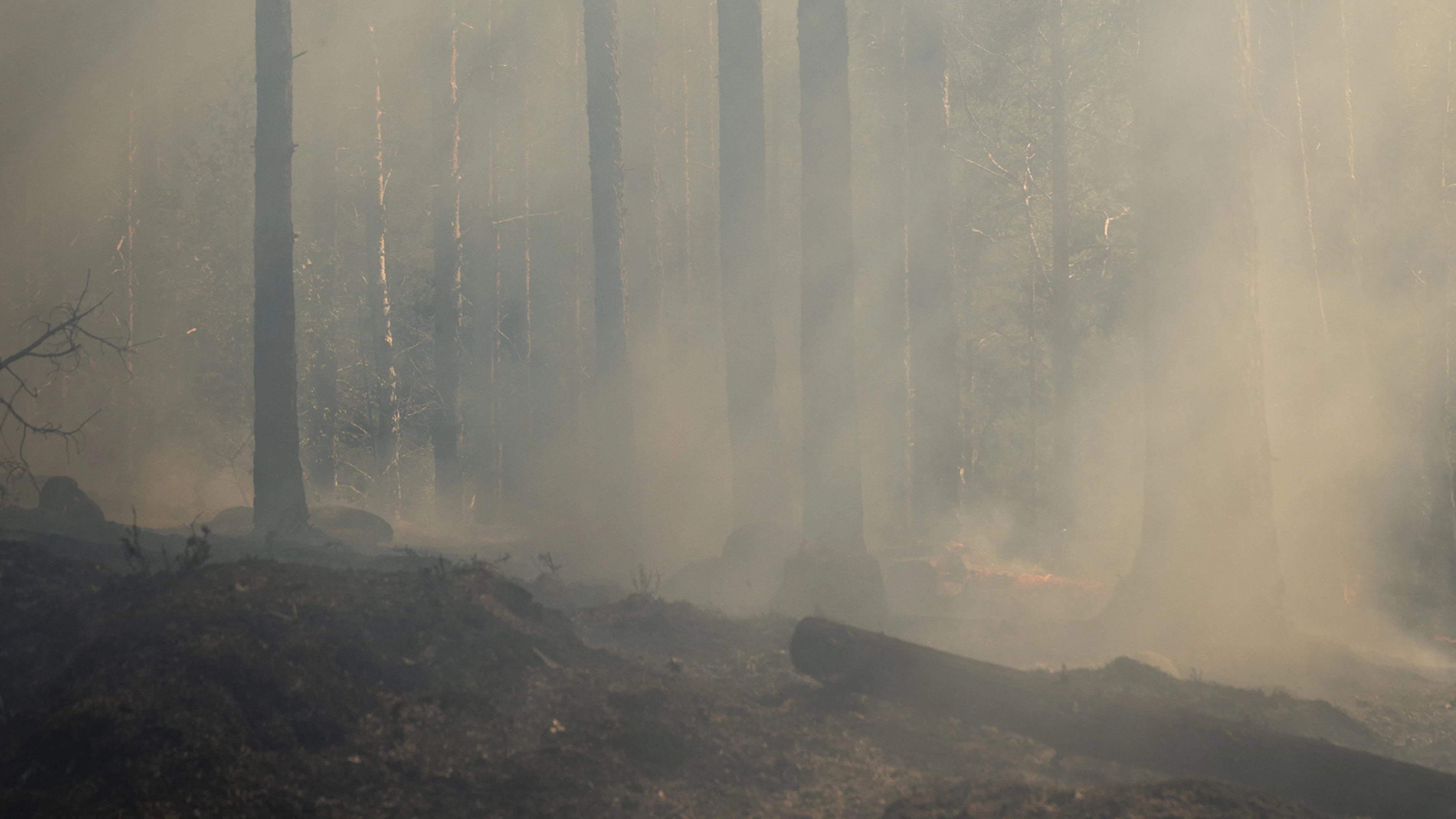 Polttoalueille saapuu parhaimmillaan jopa satoja hyönteislajeja, joilla ei ennen ennallistamispolttoa ole ollut mahdollisuuksia elää kyseisessä metsässä.