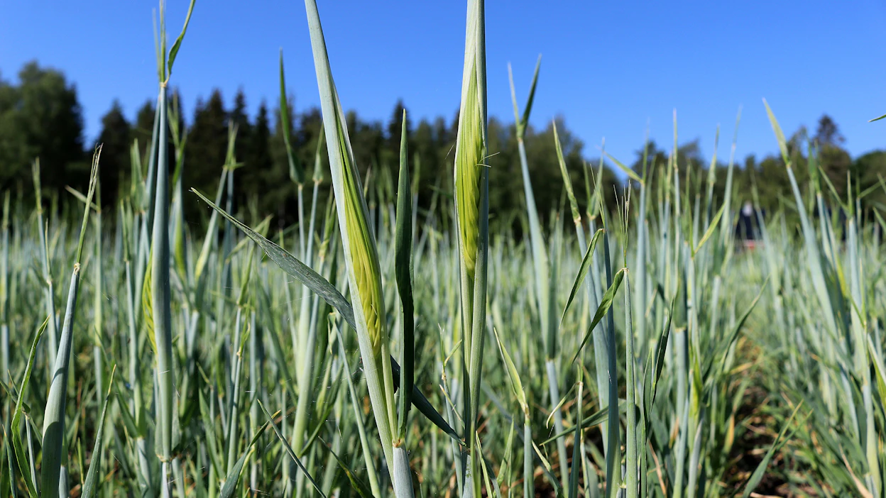 Kevätohran sato jää alle keskiarvojen sekä Tanskassa, Ruotsissa, Suomessa että Baltian maissa.