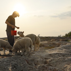 Isokarin kesän lammaspaimenviikkojen osallistujat arvottiin maaliskuun alkupuolella.