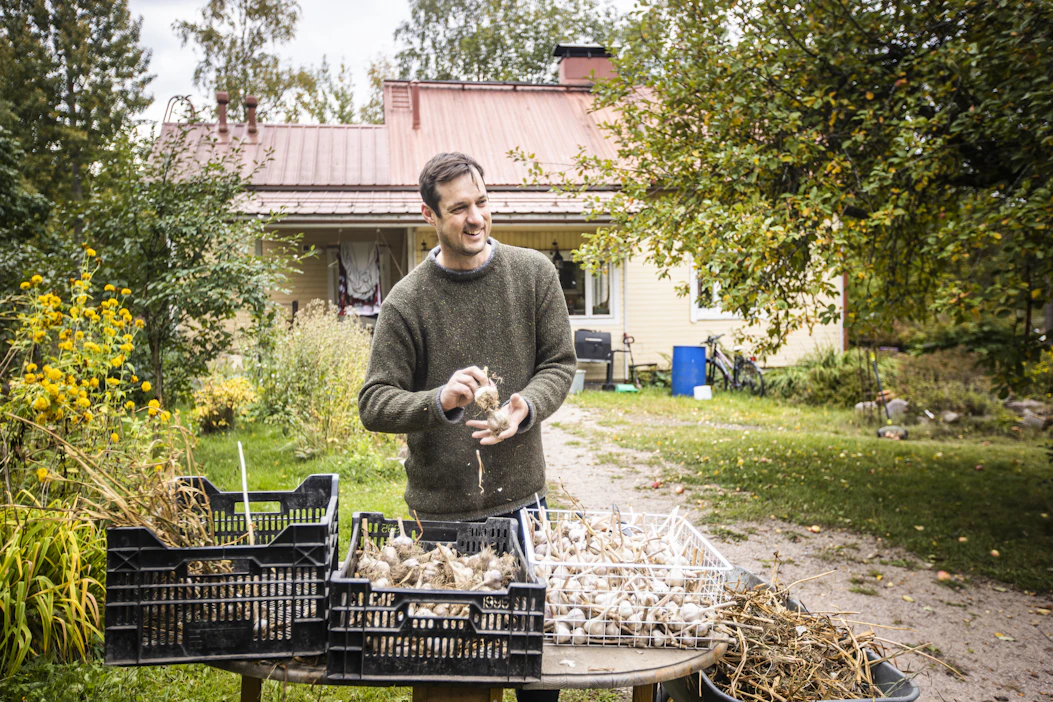 Osa valkosipuleista myyntiin ja osa odottamaan istutusta. Kari Koppelmäki valmistelee myytävää viikonlopun sadonkorjuumarkkinoille.
