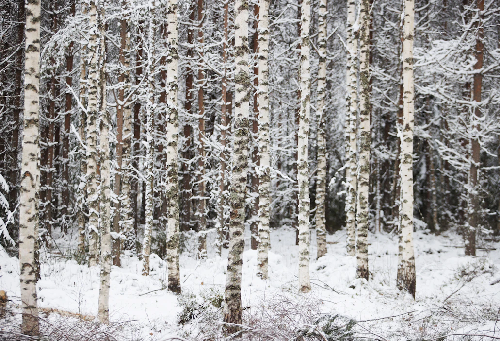 Metsäteollisuus ei ole onnistunut korvaamaan venäläistä koivukuitupuuta muista maista tulevalla tuonnilla.