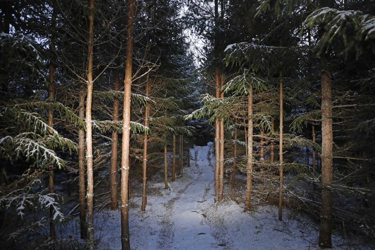 Huoltoreitit helpottavat metsässä kulkemista. ”Olen tehnyt polkuja, joita kulkee ristiin rastiin”, Jarno Sundell kertoo.