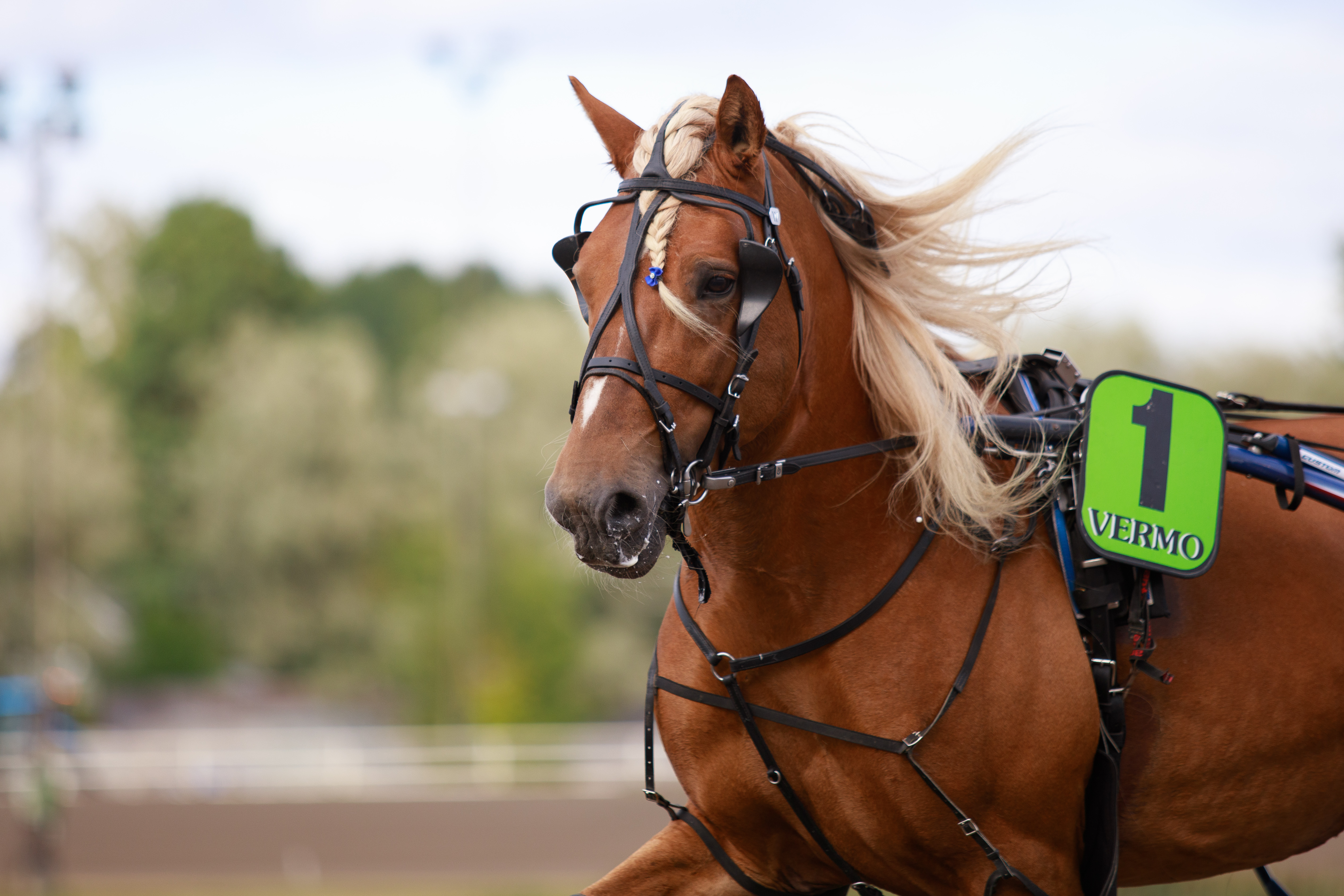 Vonkari on vihjerivin varma. 