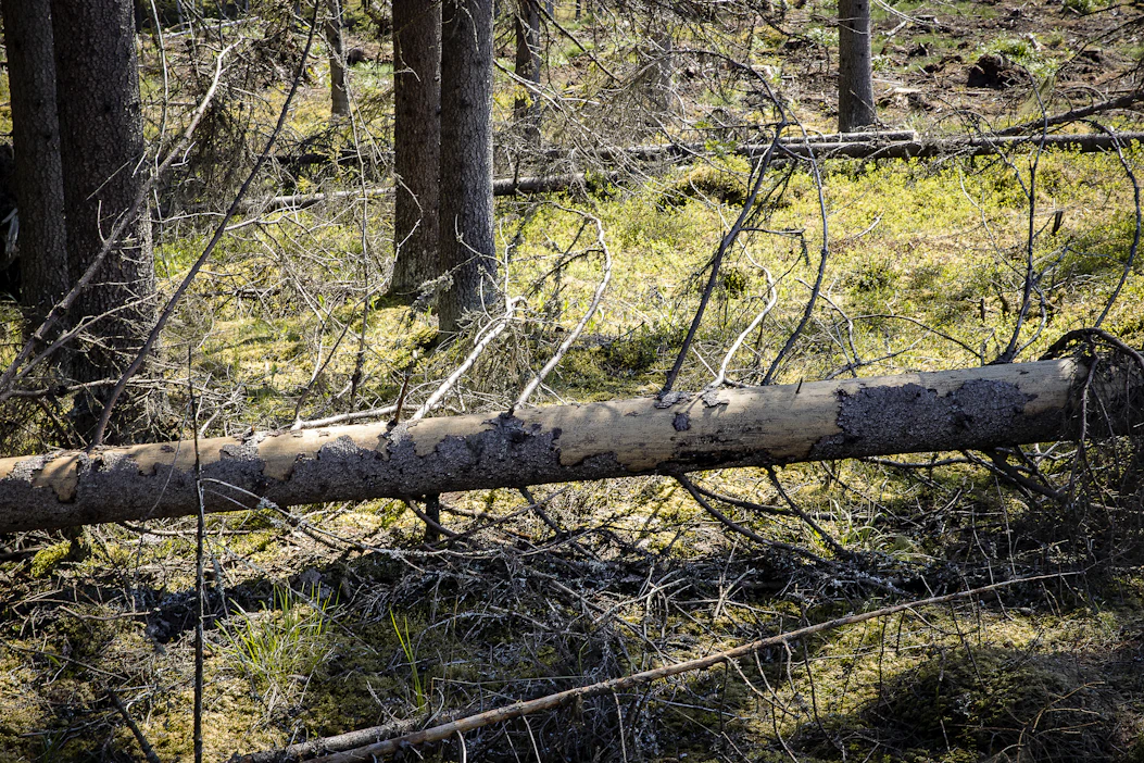 Metsäkeskus toivoo, että jatkossa hyönteistuhohakkuuksi merkitään vain riittävän suuret tuhokohteet.