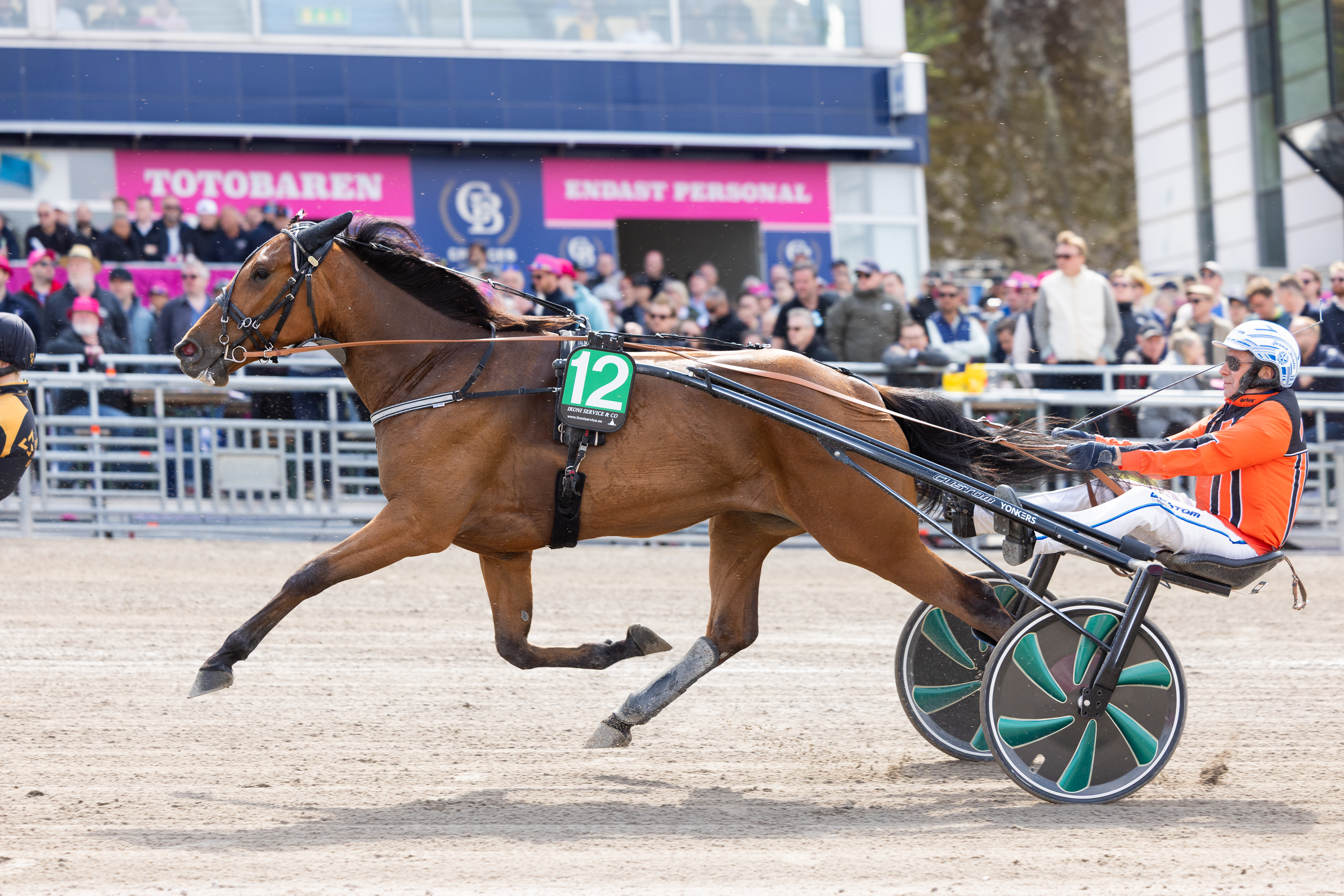 Marko Kreivin omistajaväreissä ajava Jorma Kontio Pure Stellan kanssa Elitloppet-viikonloppuna.