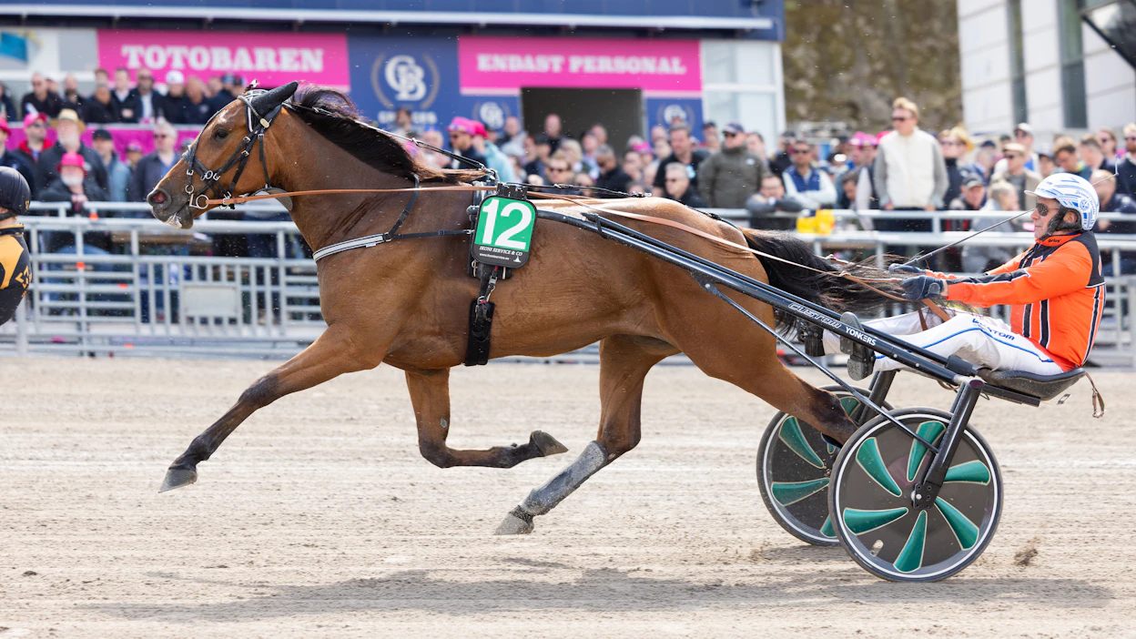 Marko Kreivin omistajaväreissä ajava Jorma Kontio Pure Stellan kanssa Elitloppet-viikonloppuna.