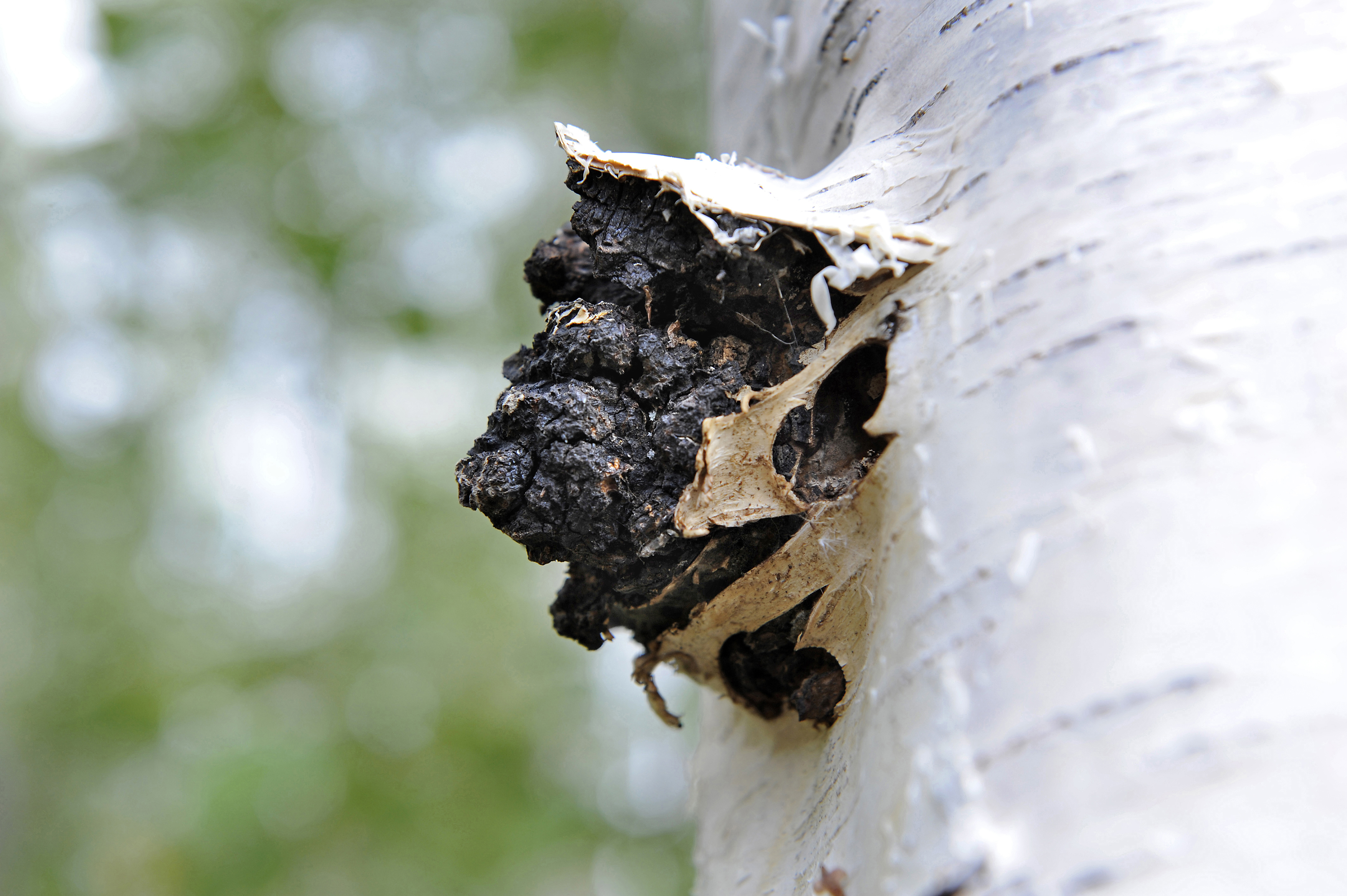 Vuonna 2016 istutetut pakurit itivät hyvin, mutta sato odotutti itseään.