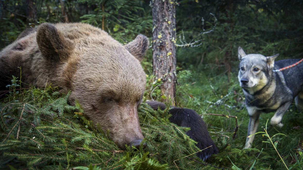 Karhun kohdalla on siirrytty yksittäisistä poikkeusluvista yleiseen kiintiömetsästykseen, josta ei synny valituskelpoisia hallintopäätöksiä.