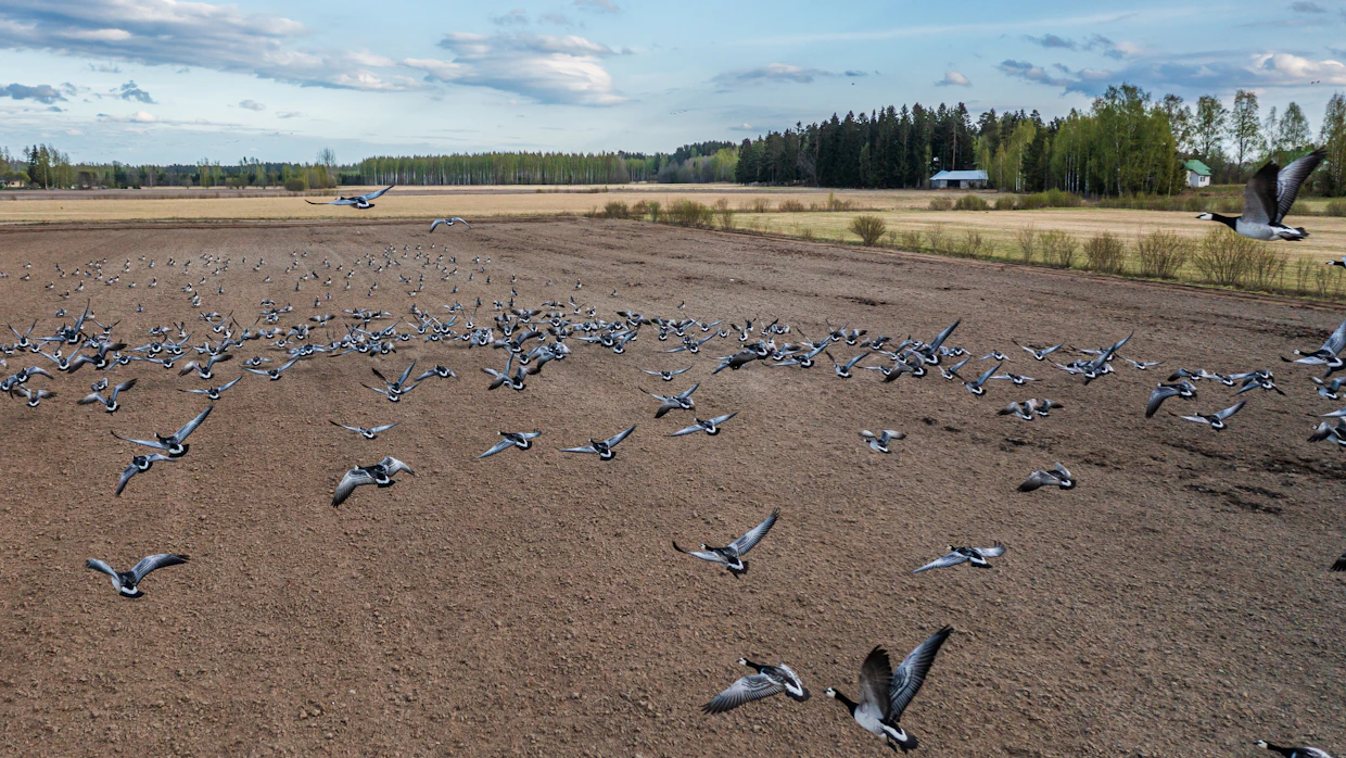 Hanhivahinkoja on esiintynyt pääasiassa Pohjois- ja Etelä-Karjalan alueilla, mutta vahingot ovat viime vuosien aikana levinneet Itäisestä-Suomesta edelleen Pohjois- ja Etelä-Savoon.
