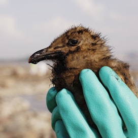 Öljy tuhoaa lintujen vedenpitävän höyhenpeitteen rakenteen, mikä voi johtaa niiden hukkumiseen.