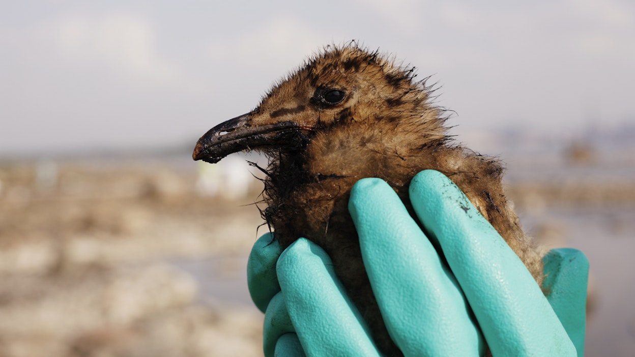 Öljy tuhoaa lintujen vedenpitävän höyhenpeitteen rakenteen, mikä voi johtaa niiden hukkumiseen.