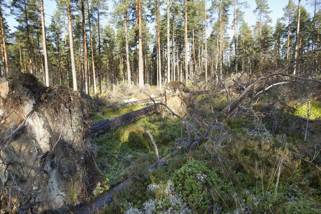 Vaikka männyt kaatuvat kuusia harvemmin, märkä maaperä tai sijainti tuoreen aukon reunassa voi altistaa myrskytuhoille.