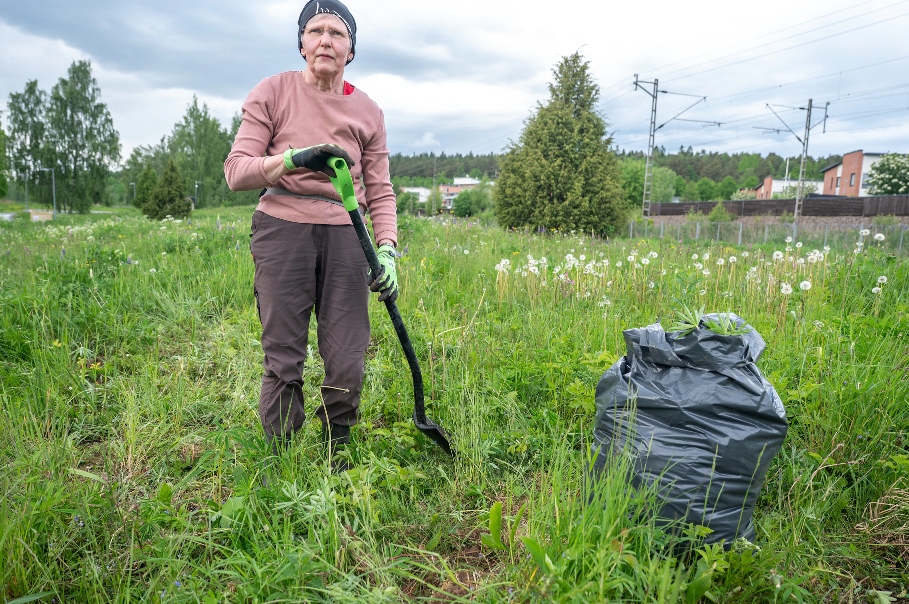 Talkoolainen Mervi Jaurto oli mukana kaivamassa lupiinin juurakoita maasta.