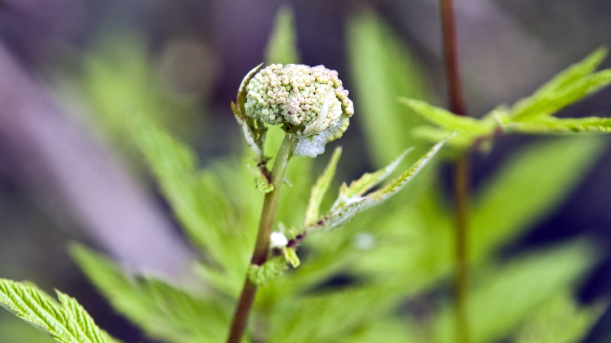 Mesiangervosta saa herkullisen pohjan juomiin.
