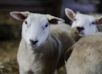 Lammasyhdistyksen uusi puheenjohtaja kasvattaa liharotuisia lampaita luomutilalla. Arkistokuva. 