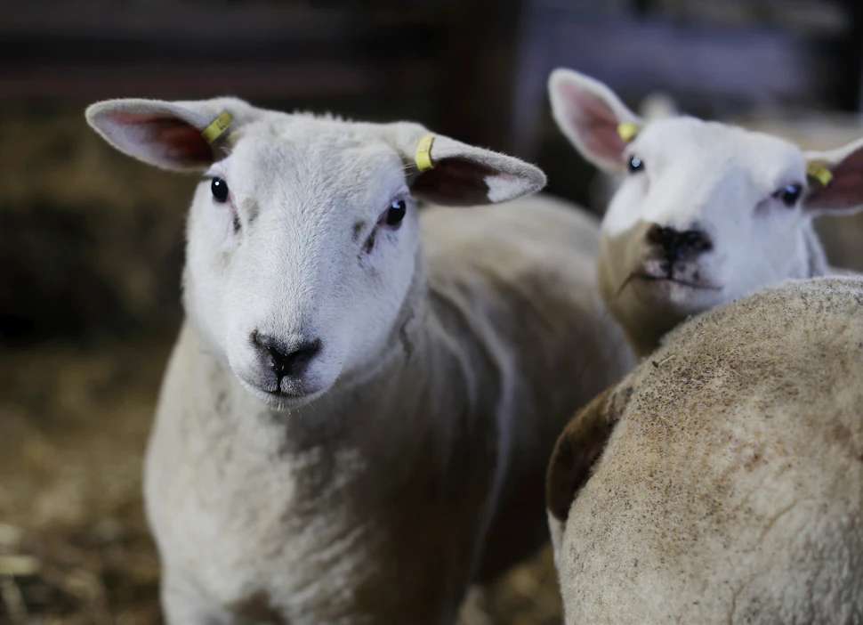 Lammasyhdistyksen uusi puheenjohtaja kasvattaa liharotuisia lampaita luomutilalla. Arkistokuva.