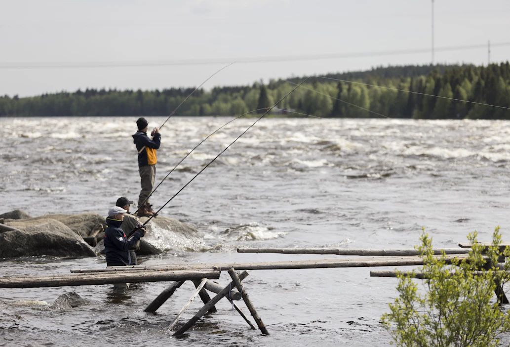 Tornionjoessa sijaitseva Kukkolankoski on lohenkalastajien suosima paikka. Viime vuosina jokeen on noussut poikkeuksellisen vähän lohta.