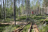 Puun hintojen seuranta on tärkeää aktiivisesti puukauppaa käyville metsänomistajille.