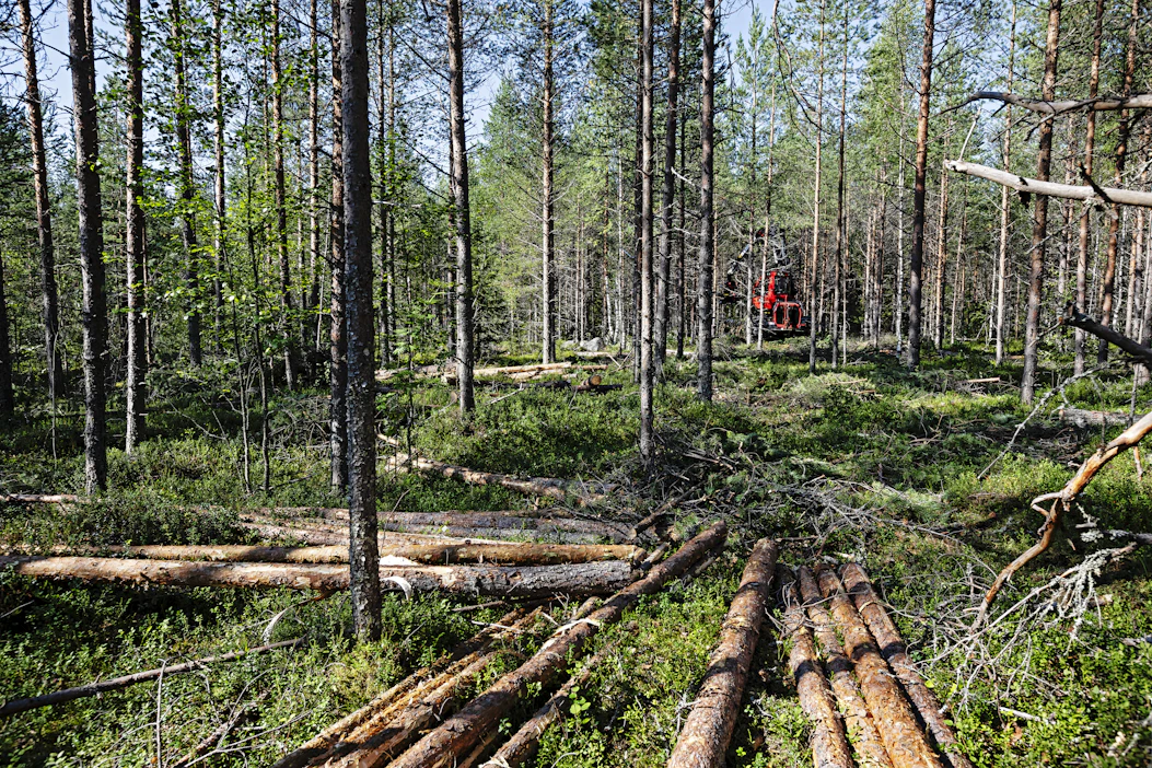 Tuore raportti kertoo metsäteollisuuden käyttämän puun sertifiointiosuuden olevan jo hyvin lähellä 90 prosentin tavoitetta.