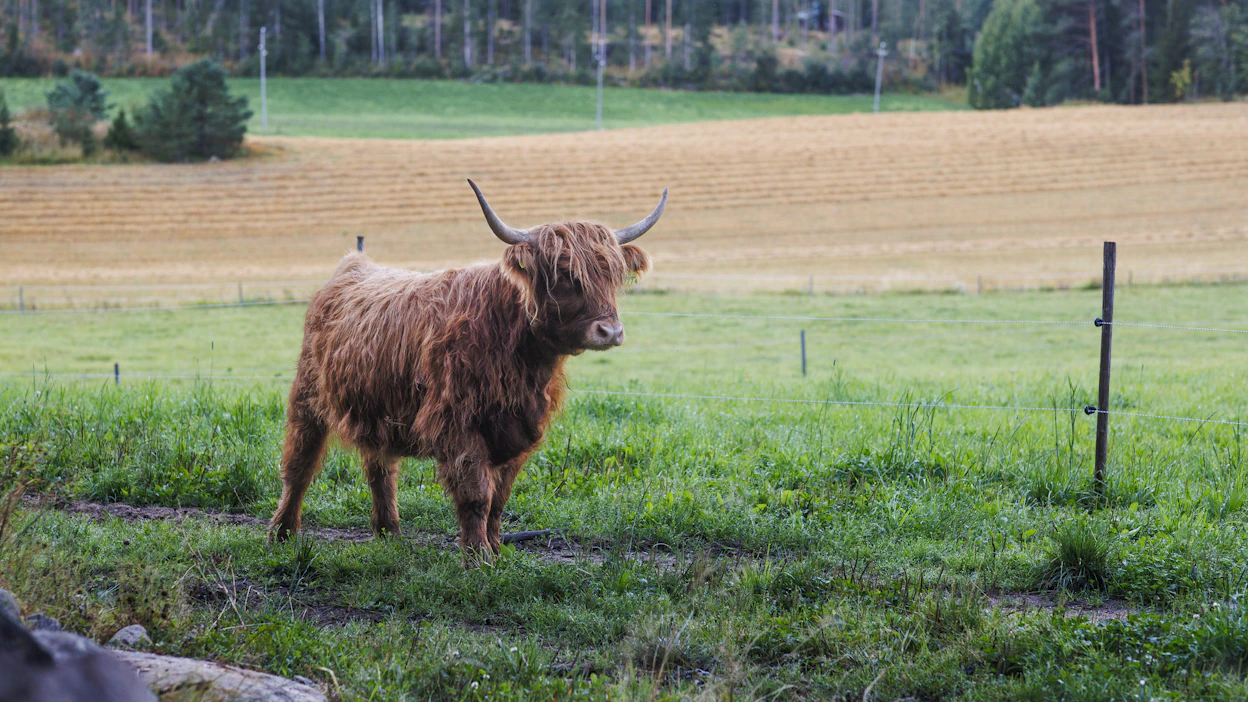 Tapahtumapaikoilla voi tavata muun muassa kyyttöjä, ylämaankarjaa ja hereford-nautoja sekä laumoittain lampaita.