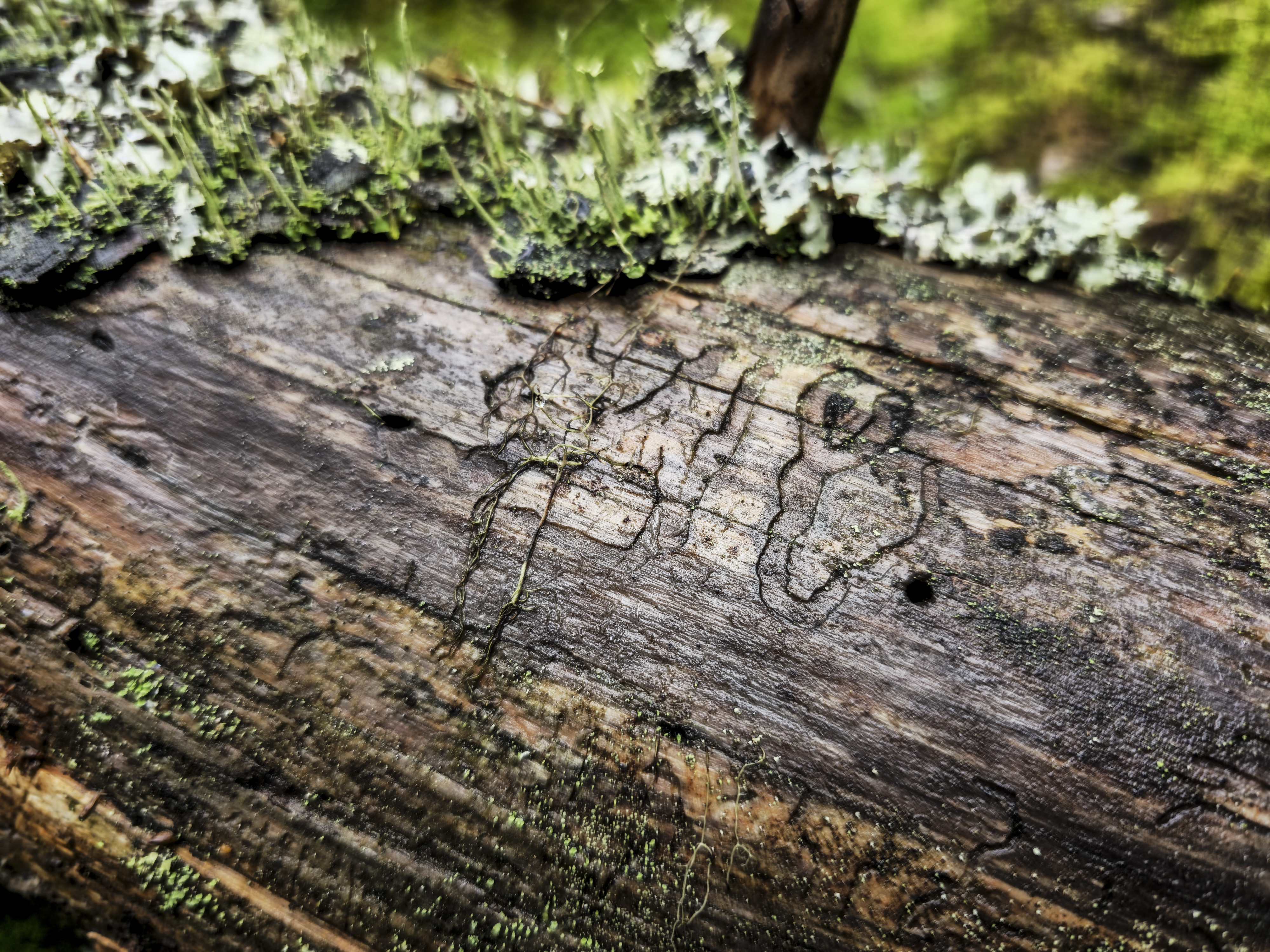 Kirjanpainaja iskee tavallisesti kuusiin.