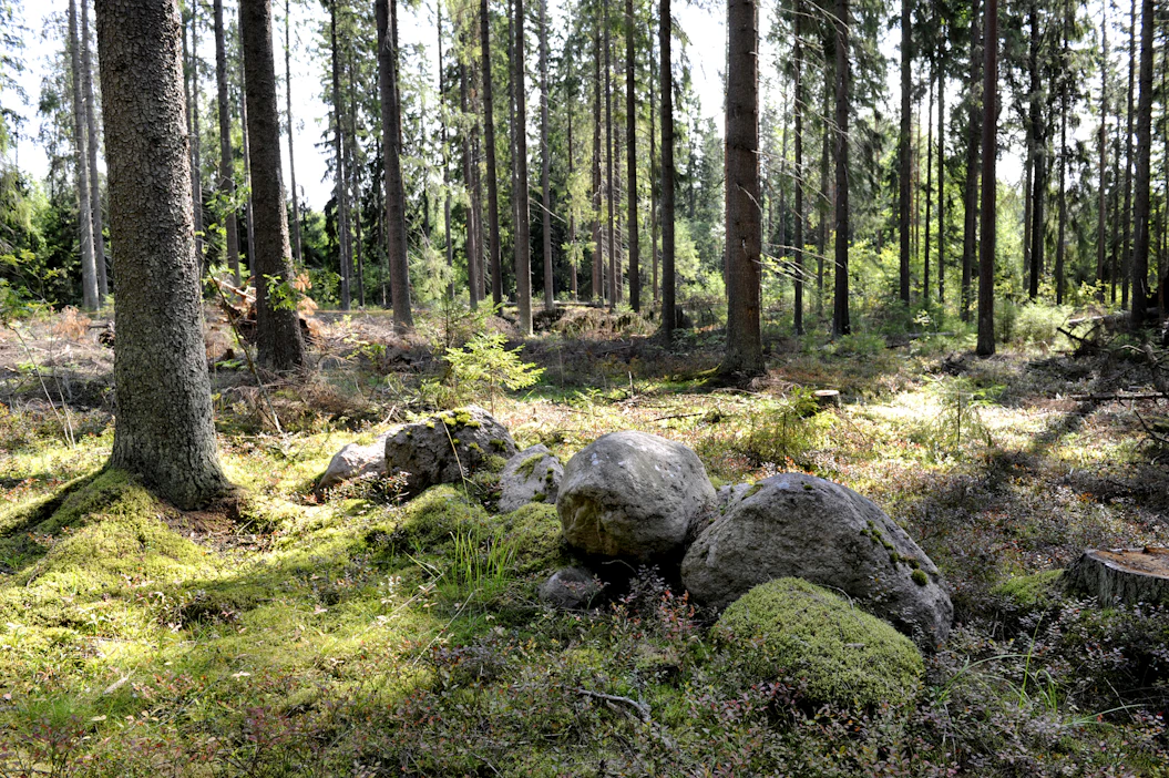 ”Lapsille mieluinen tehtävä oli päiväkahvien vieminen isälle puunkaatoon tai peltohommiin metsän takana sijaitseville lohkoille metsän läpi kävellen”, Aarteen lukija kirjoittaa.