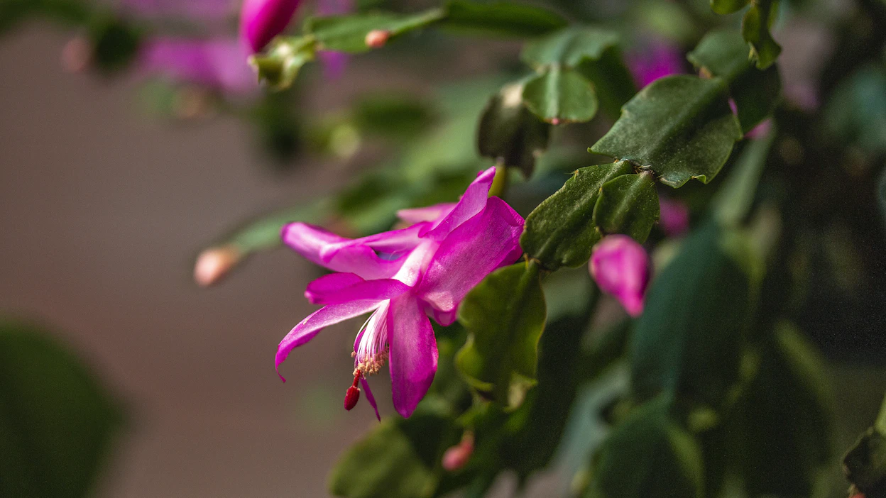 Marras–joulukuussa kukkivat lehtikaktukset ovat suosittuja huonekasveja. Oma kaktukseni on voinut huonosti loppukesästä saakka. Kuvan marraskuunkaktus (Schlumbergera truncata) voi hyvin, eikä liity tapaukseen.