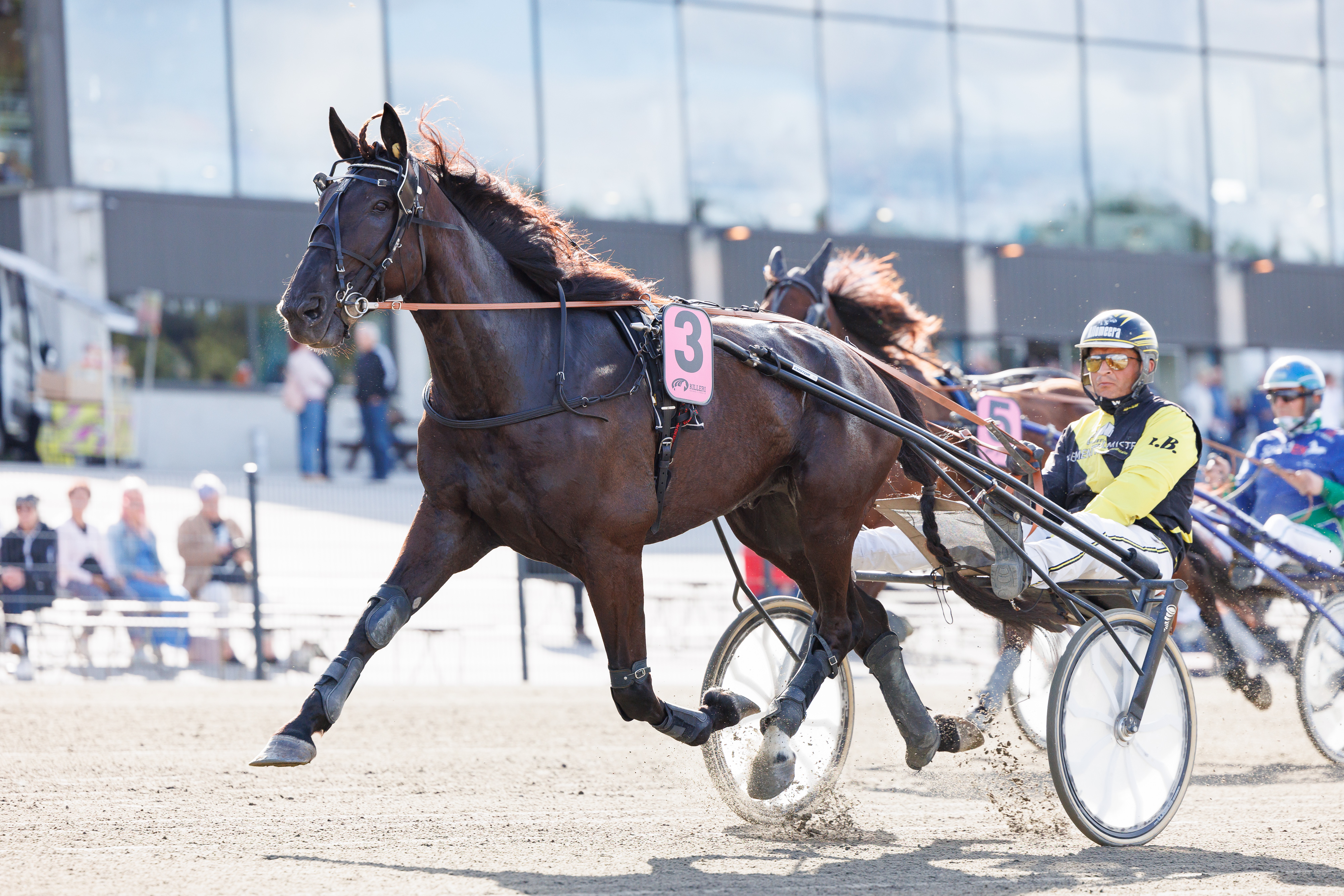 La Courabou on voittanut tähänastisella kilpaurallaan 15 kertaa. Kuvassa ruuna Henri Bollströmin ohjastamana viime elokuussa Killerin Derbyraveissa.