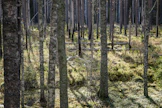 Ennallistamisessa ja luonnonhoidossa tavoitellaan suuria, lajistoltaan arvokkaita keskittymiä, joihin sisältyy luonnonsuojelualueita ja niiden ulkopuolisia alueita. Kuvassa 1990-luvulla ennallistettua metsää Liesjärven kansallispuistossa. 