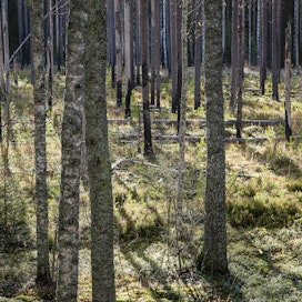Ennallistamisessa ja luonnonhoidossa tavoitellaan suuria, lajistoltaan arvokkaita keskittymiä, joihin sisältyy luonnonsuojelualueita ja niiden ulkopuolisia alueita. Kuvassa 1990-luvulla ennallistettua metsää Liesjärven kansallispuistossa. 