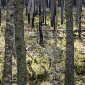 Ojittaminen on aikoinaan lisännyt puustonkasvua. Tämä kohde Liesjärven kansallispuistossa on ennallistettu 1990-luvulla. Vedenpinnan noustua osa puista on kuollut ja muuttunut lahopuuksi.