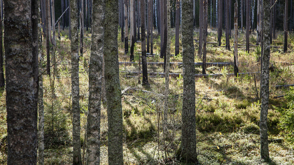 Ennallistamisessa ja luonnonhoidossa tavoitellaan suuria, lajistoltaan arvokkaita keskittymiä, joihin sisältyy luonnonsuojelualueita ja niiden ulkopuolisia alueita. Kuvassa 1990-luvulla ennallistettua metsää Liesjärven kansallispuistossa.