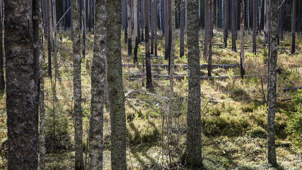 Tältä näyttää 1990-luvulla ennallistettu metsä Liesjärven kansallispuistossa. EU:n ennallistamisasetuksen pelätään heikentävän ratkaisevasti teollisuuden puunsaantia Suomessa.