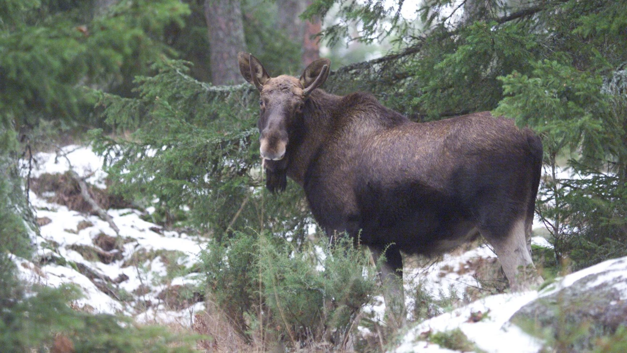Hirvi oli ilmeisesti yrittänyt hypätä aidan yli, kompastunut aitaan ja tullut pää edellä maahan. Kuvan hirvi ei liity tapaukseen.