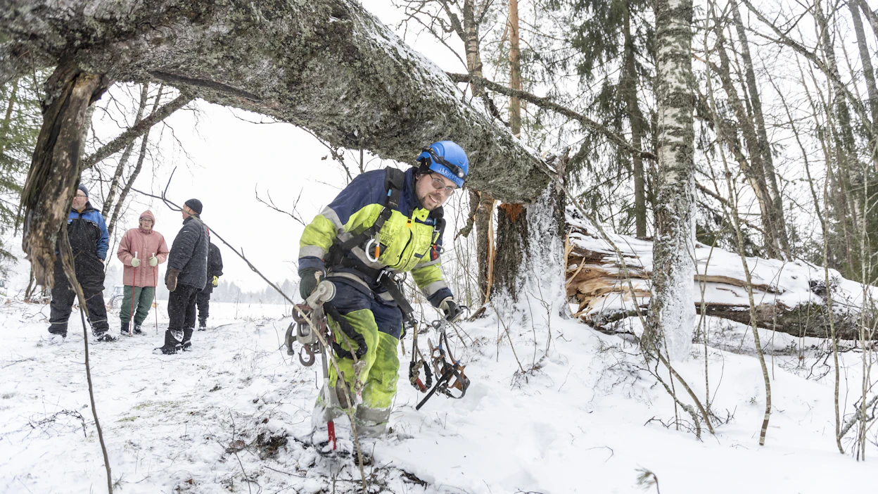 Jari-myrsky kaatoi puun sähkölinjan päälle Hämeenkyrön Kontusaaressa. Torstaiaamulla puuta raivaamaan tullut Leppäkosken Sähkön verkostoasentaja Petri Järventausta oli siinä vaiheessa ollut jo töissä koko yön. Työtä seurasivat lähellä asuvat mökkiläinen ja lypsykarjatilalliset.