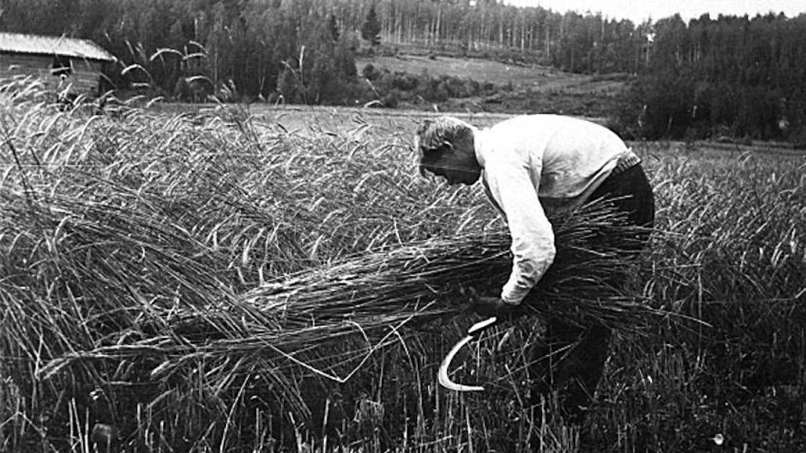 Elonkorjuu pysyi vuosisatojen ajan jokseenkin samanlaisena aina 1900-luvun alkupuolelle asti. Vilja leikattiin sirpillä, sidottiin lyhteille ja jälkituleennutettiin kuhilailla. Aikaisesta leikkuusta johtuen kariseminen oli olematonta ja talteen saatiin lakoisemmatkin kohdat.