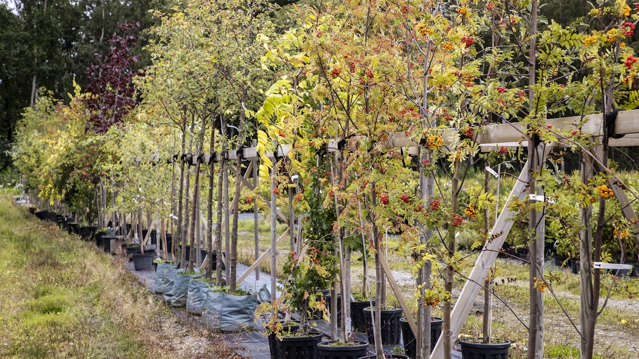 Viileä syksy on otollista puiden ja pensaiden istutusaikaa.