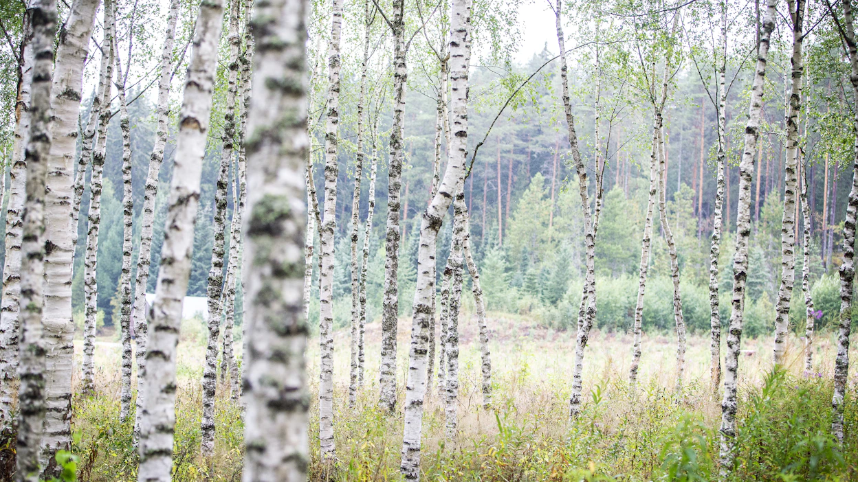 Erikoisemmat puulajit, yhtenä niistä visakoivu, vaativat usein paljon työtä kasvatusvaiheessa.