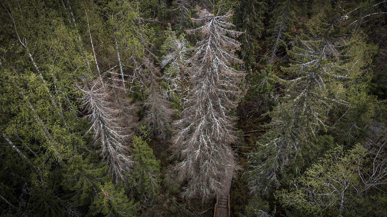 Kirjanpainajatuhot ovat lisääntyneet Suomessakin. Keski-Euroopassa hyönteiset ovat tappaneet kuusikoita monin verroin, mikä on lisännyt metsien biomassan poistumaa.