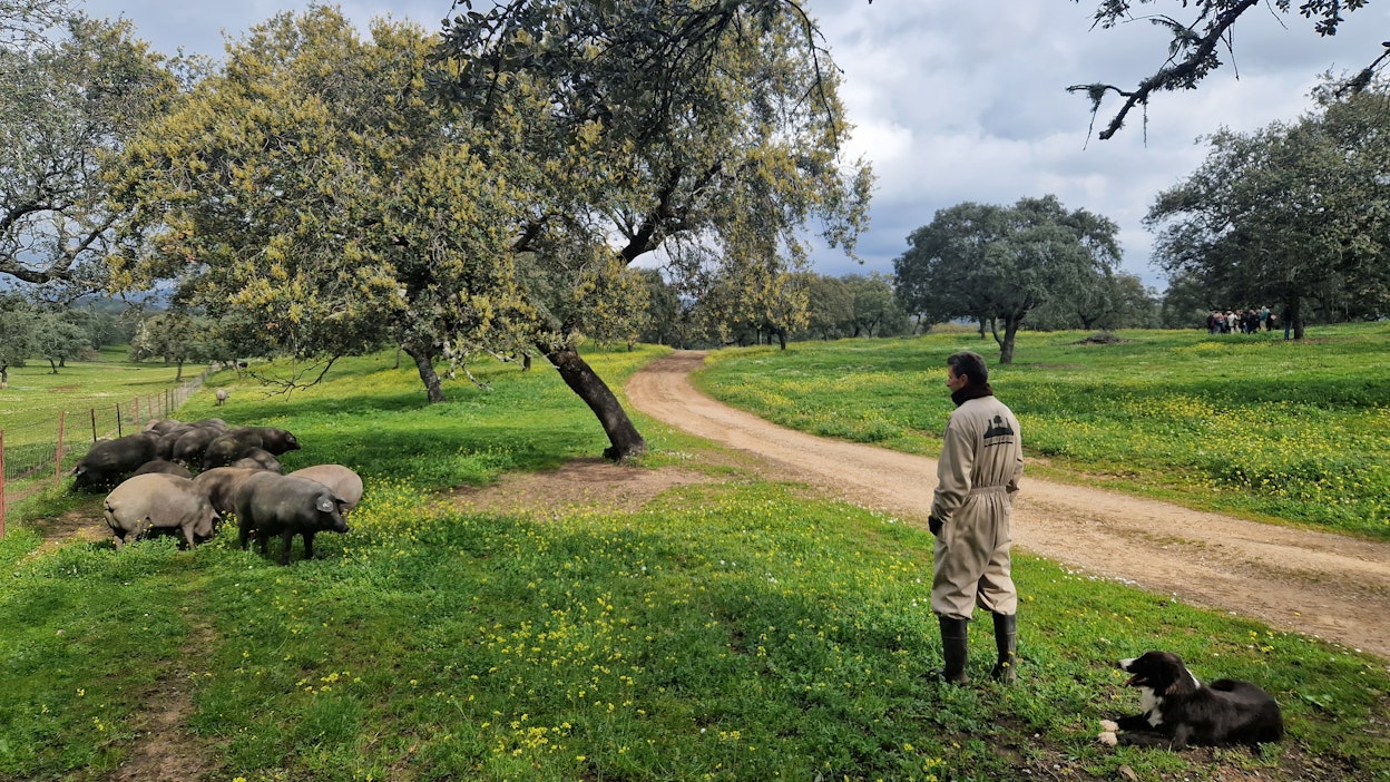 Tilan liepeillä olevilla alueilla luonto on liki aavikkoa, mutta Dehesa de Campo Altossa vehreys on silmiinpistävää. Iberiansiat viettävät päivät etsien tammenterhoja ja lannoittavat samalla maaperää.