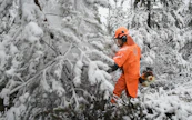 Lumi alkaa vähitellen haitata taimikonhoitoa eteläisessä Suomessa.