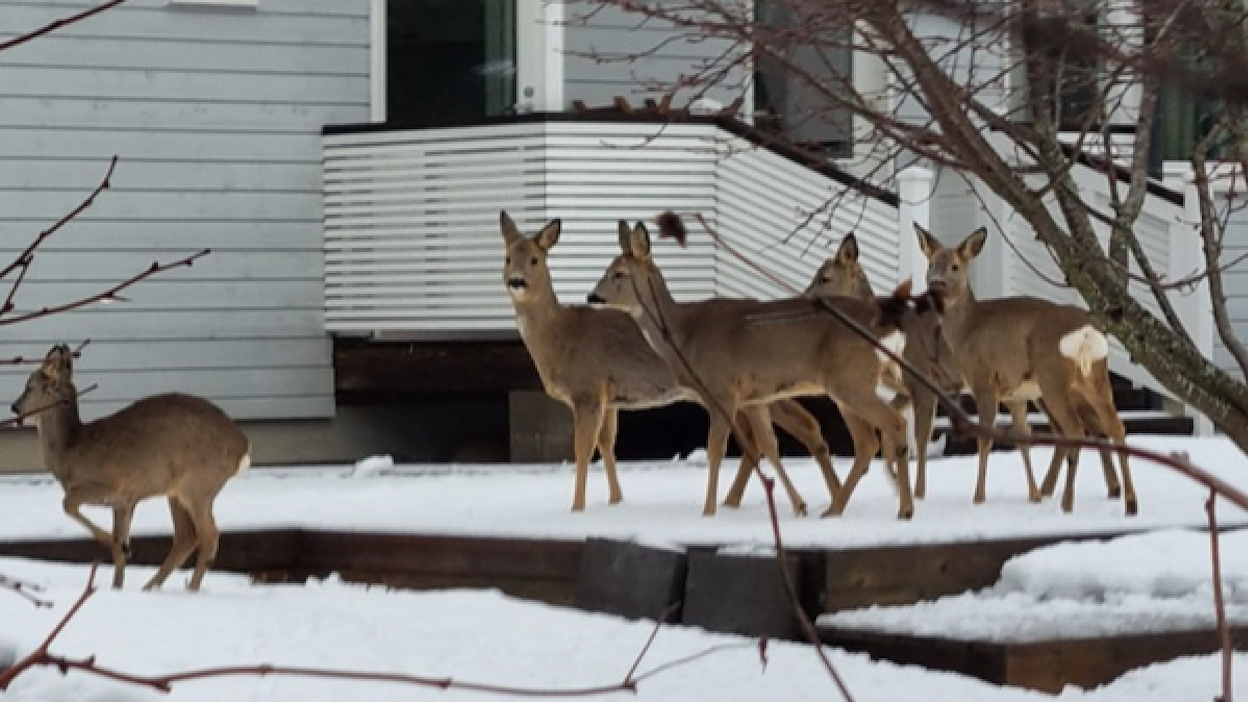 Pihassa laiduntavat kauriit ovat tuttu näky monelle omakotitaloasujalle.