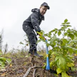 Tälle lemiläiselle hakkuualalle juurikäävän saastuttaman kuusikon tilalle on istutettu rauduskoivikko, Juho Kokkonen kertoo. Vatukko ilmestyy nopeasti kilpailemaan kasvutilasta.