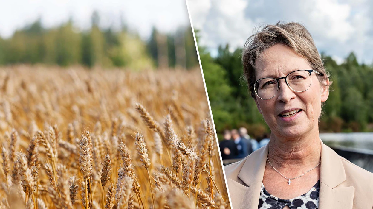 Suomen Viljavan mukaan ministeri Sari Essayahin kuvaus viljakaupan järjestelyistä oli yleisellä tasolla oikea, mutta käytännössä osa viljaeristä vaatii erillisjärjestelyjä.