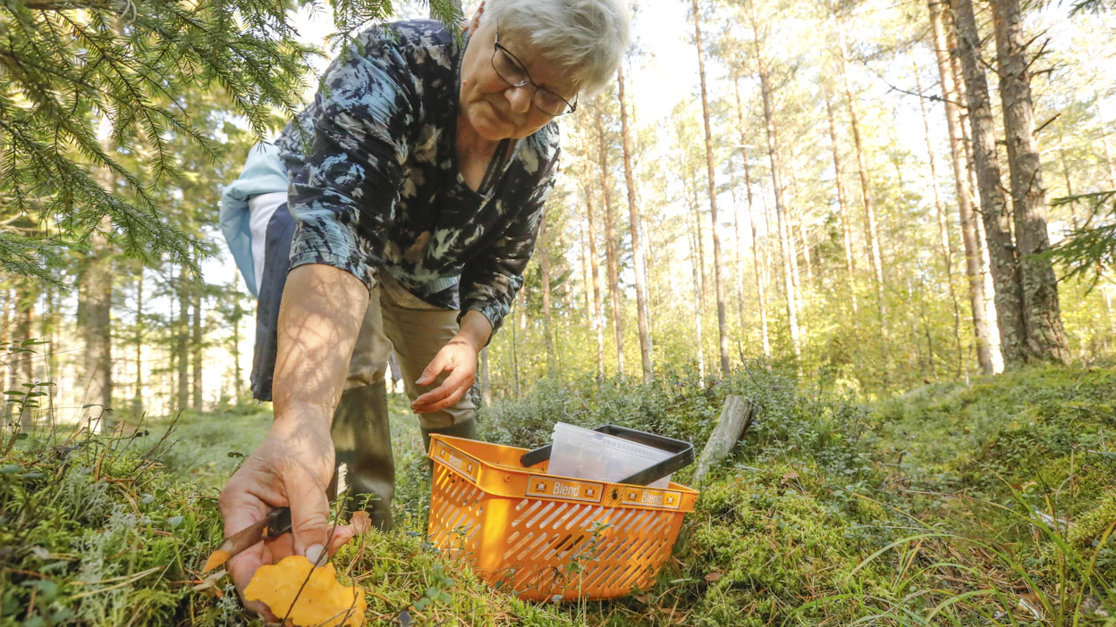 Senita Lahdenperä poimi Paimiossa perjantaina sieniä Paraisten Vanhan Malmin syysmarkkinoille.