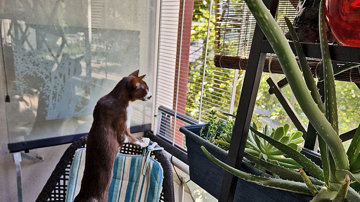 Minni-kissa voi nyt haistella ulkoilmaa turvallisesti. Ritilän ansiosta parvekkeesta ei tule tukala pätsi.