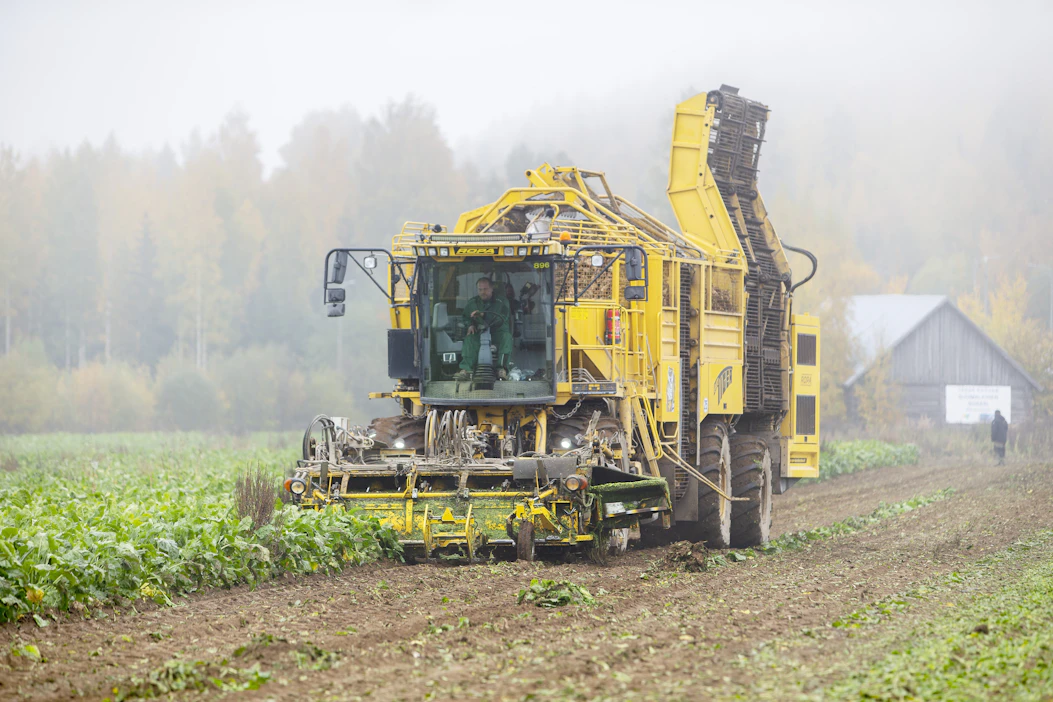 Kesäkuun 4. päivä alkaen maksetaan muun muassa sokerijuurikkaan kuljetustuki ja ympäristökorvauksen loppuosa. Kuvituskuvassa sokerijuurikkaan nostoa.