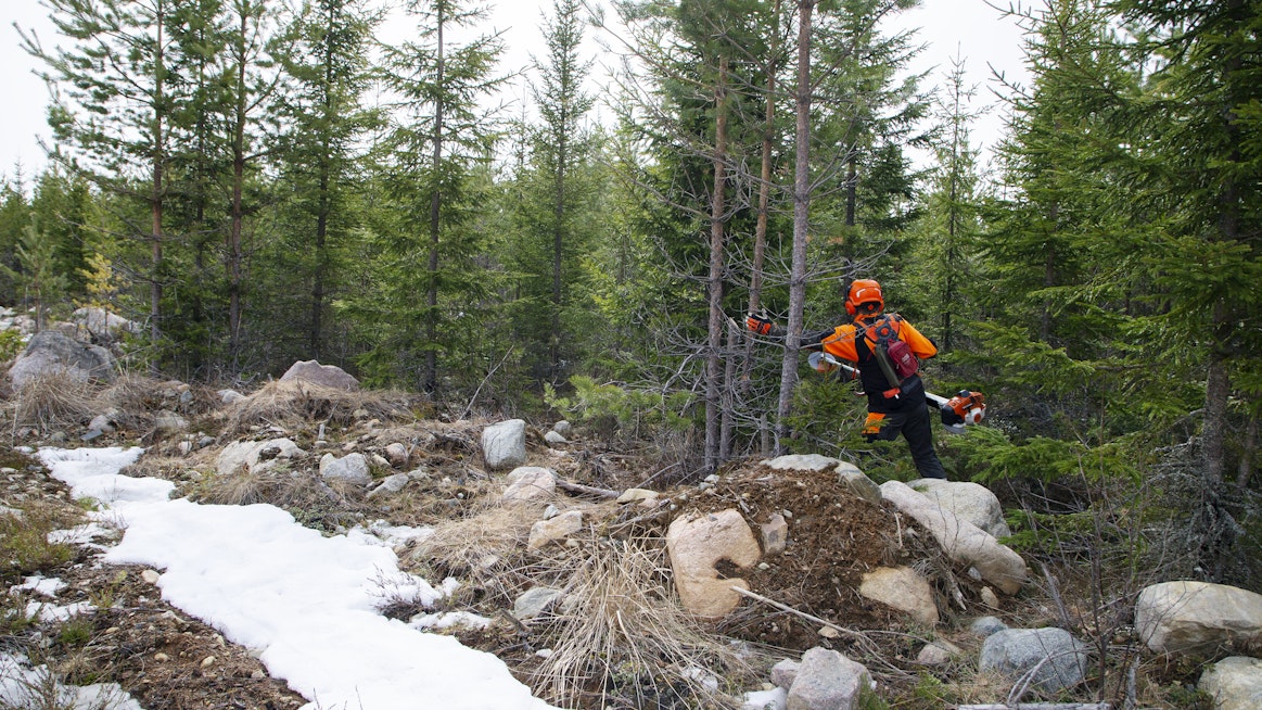 Runsaslumisena talvena paras sesonki havupuiden raivaukselle jää lyhyeksi.